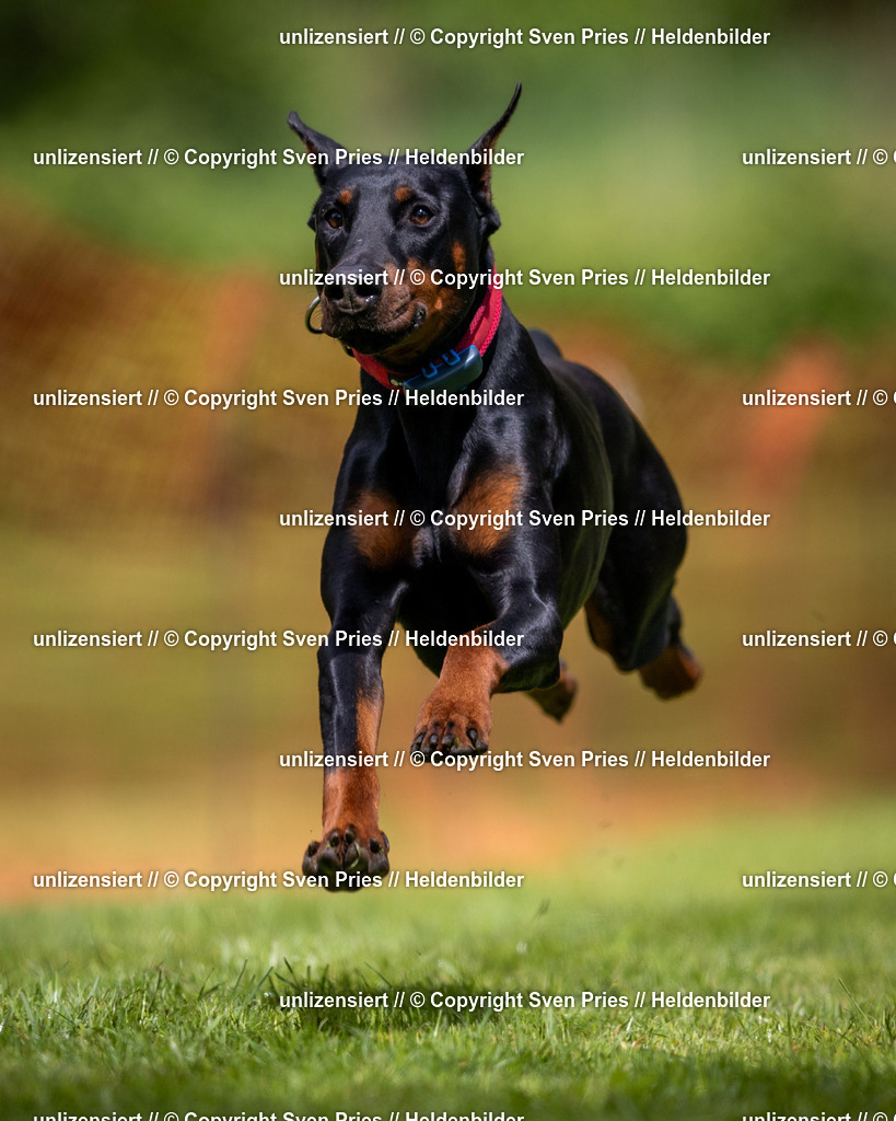 Sven Pries | 2024-04-21 - Hunderennen Baden-Oos
Foto: Sven Pries - Realisiert mit Pictrs.com