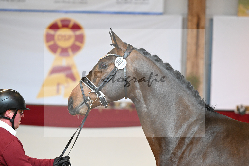 Kat-Nr. 7 Chacco Blue_Sportpferde vom Hardthof_1231155 | hf-fotografie - Realizzato con Pictrs.com