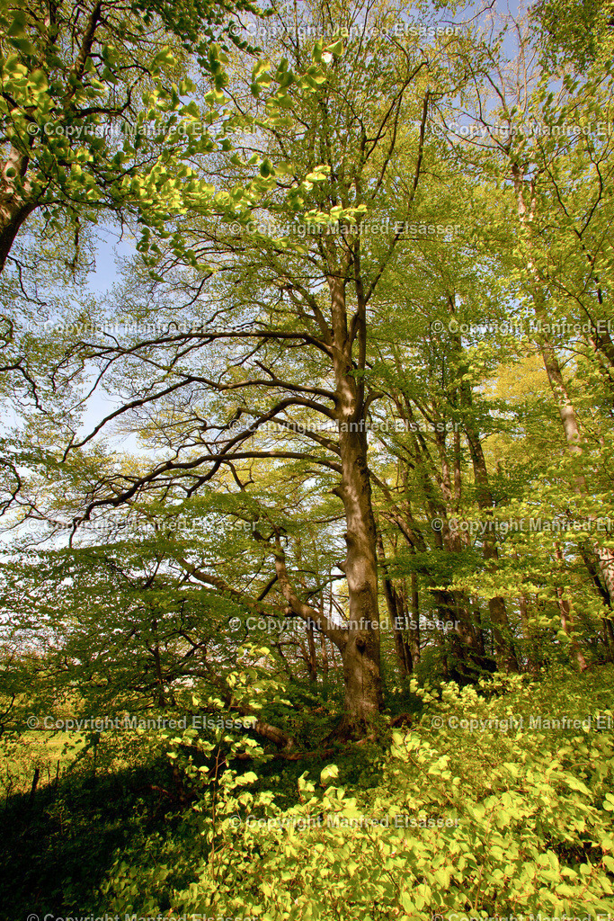 Frühlings-Laubwald im Sonnenlicht WB-006 | Wald, Ruhe, Erholung, Abschalten, relaxen, Augenoasen, Kraft tanken, Waldbaden, Stress reduzieren, Bäume, Kirschblüten, Frühlingswald, Sonne im Wald, Licht im Wald, Herbstwald, Waldwege, Gebirgswald, Wasser im Wald, Felsen im Wald, - Realisiert mit Pictrs.com