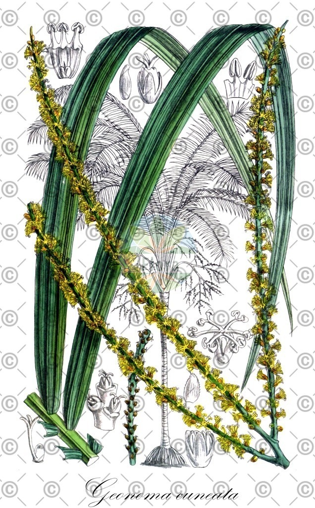 HistAbb_wfo-0000972431_1_ENZY_Simple | Historische Abbildung von Geonoma cuneata - Arecaceae | Historical Illustration of Geonoma cuneata - Arecaceae