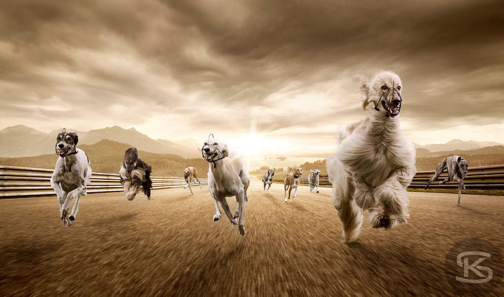 Windhunde beim Rennen auf einer Rennstrecke bei Sonnenuntergang | Tauchen Sie ein in die dynamische Welt des Windhundrennsports mit diesem fesselnden Bild, das mehrere Afghanische Windhunde in voller Geschwindigkeit auf einer Rennstrecke zeigt. Der Bewegungsunschärfe-Effekt unterstreicht das Gefühl von Tempo und Action vor einem dramatischen, sonnenverwöhnten Hintergrund. - Realisiert mit Pictrs.com