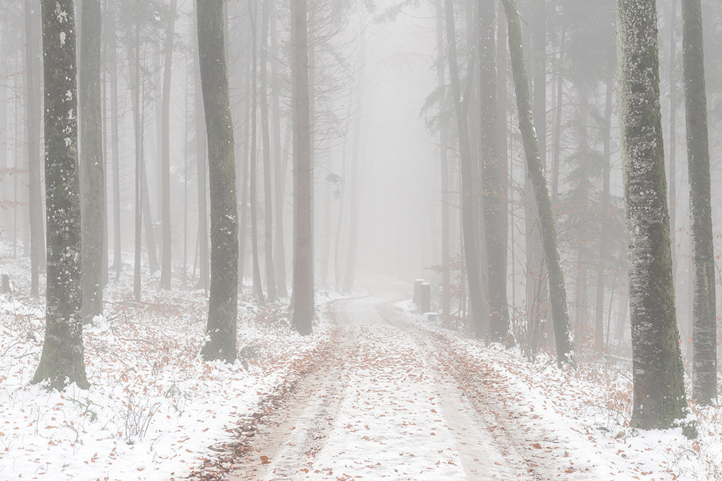 Waldweg durch Nebel | im Winter. - Realisiert mit Pictrs.com