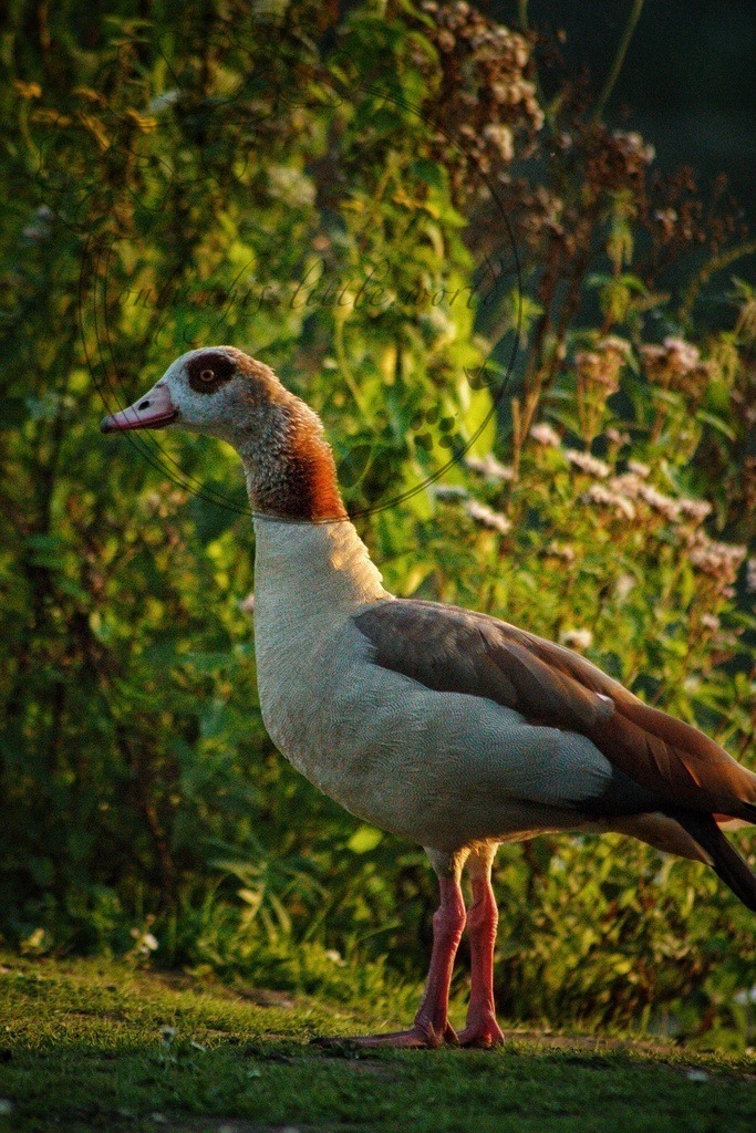 IMG_6722-01 | only.this.little.world - Realisiert mit Pictrs.com