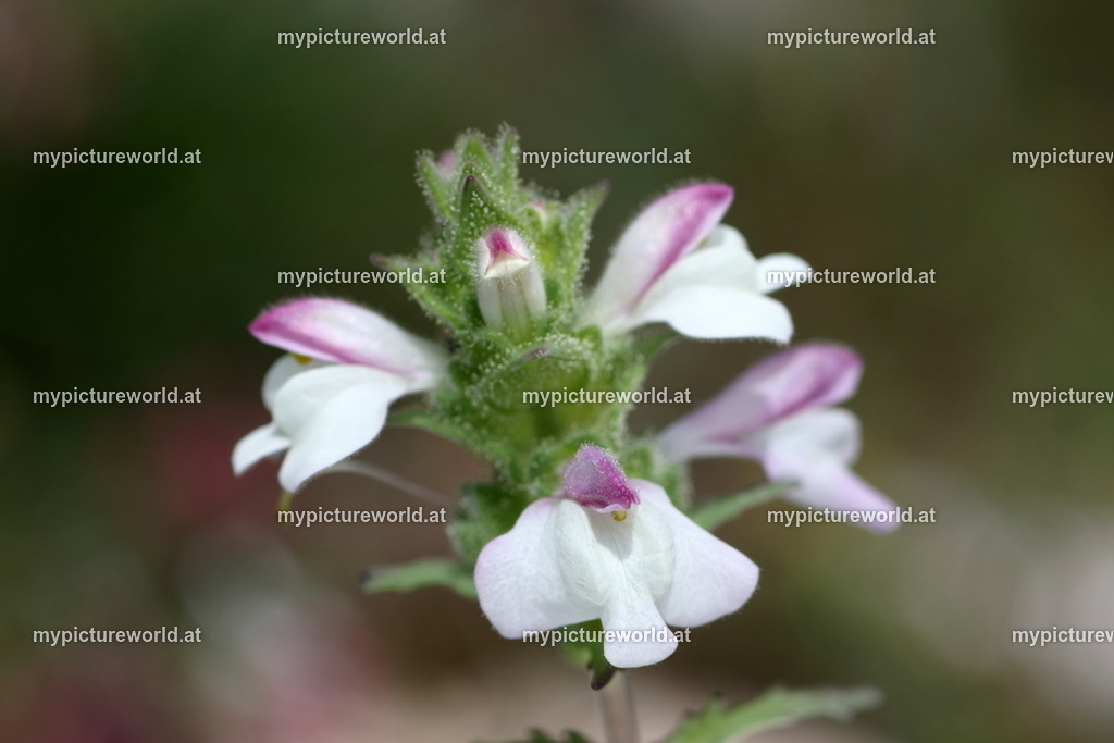 Bunte Bellardie-002 | Das Bilderarchiv über Tiere, Planzen und Landschaften. In der Bilddatenbank finden Sie ein große Auswahl an hochwertigen Bilder für Ihre Werbung - Realisiert mit Pictrs.com