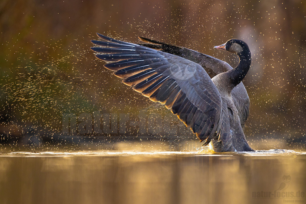R5NF3405_20240210 | Kanadagans im Gegenlicht - Realisiert mit Pictrs.com