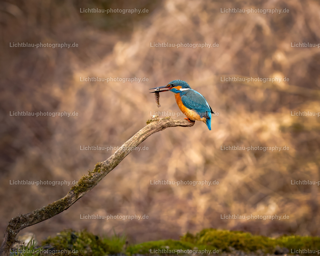 Eisvogel-19 | Hans-Bernd Lichtblau Photography. Finden Sie wunderschöne Fotografien aus Landschaft und Natur.  - Realisiert mit Pictrs.com