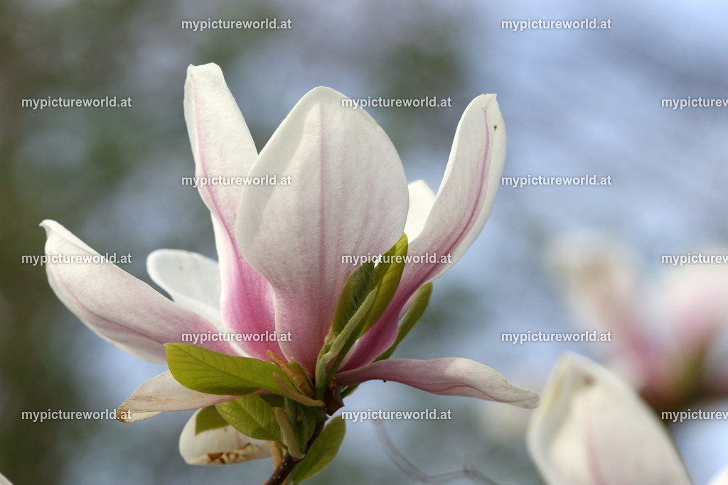 Tulpen-Magnolie-013 | Das Bilderarchiv über Tiere, Planzen und Landschaften. In der Bilddatenbank finden Sie ein große Auswahl an hochwertigen Bilder für Ihre Werbung - Realisiert mit Pictrs.com