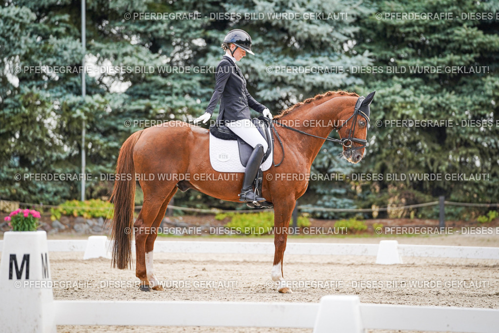 DSC01310 | Pferdegrafie