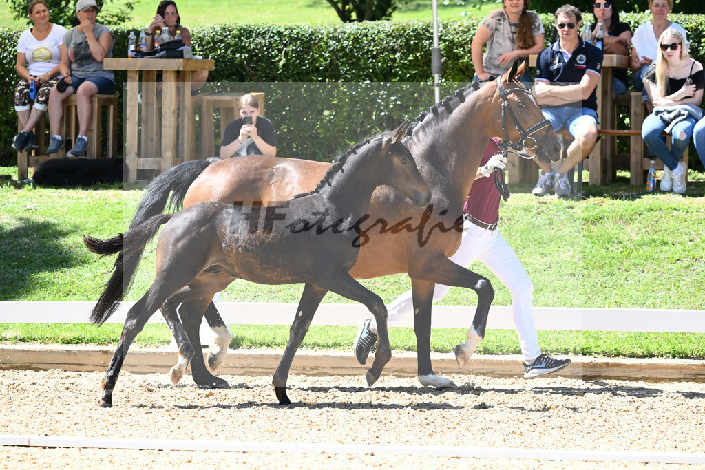 Kat-Nr. 71 HF DSP Va Bene x Antango_Wadenspanner_27230644 | hf-fotografie - Realisiert mit Pictrs.com