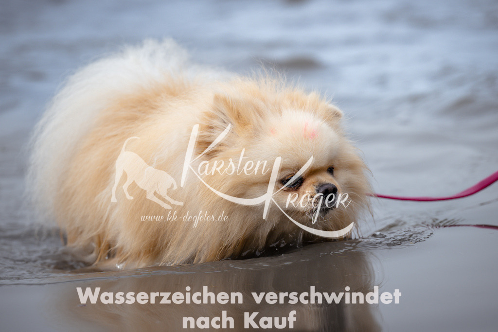 1113_ZZ93256 | kk-dogfotos