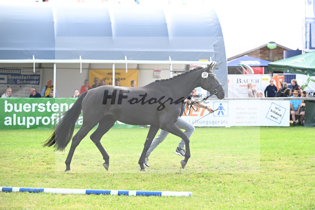 Kat-Nr. 34 Black Besinda H.S. v. Dancier Gold_Becker_30250852 | hf-fotografie - Realisiert mit Pictrs.com