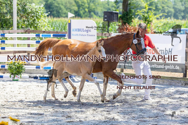 Badbergen DR-895 | mandyhollmannphotographie