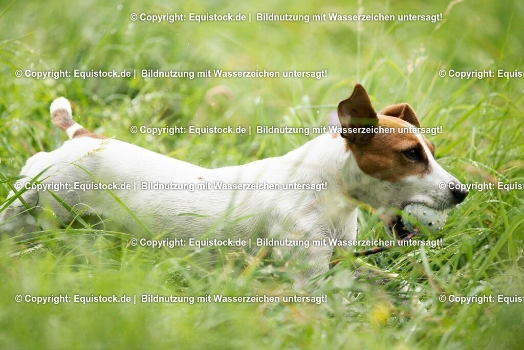 20210728_Jack-Russel_0018 | Foto: Thomas Hartig