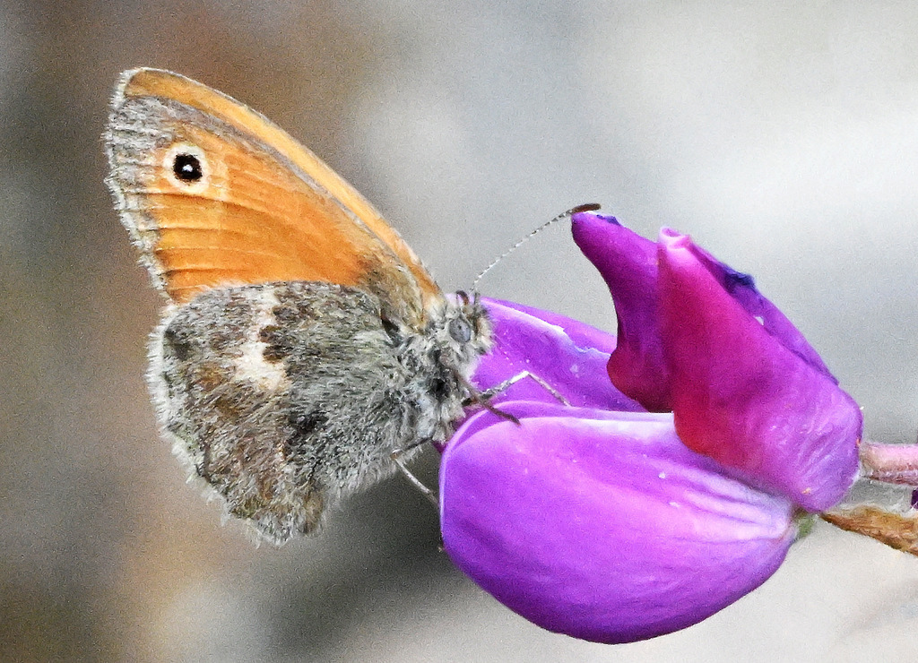 Kleines Wiesenvögelchen01-3 | lucisnaturbilder - Realisiert mit Pictrs.com