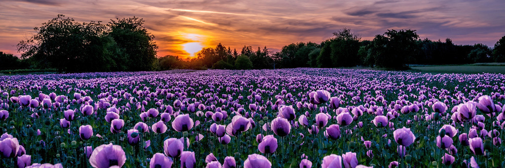 blaumohn_1805-111 | <div id="allefotografen-seal-verified-green"></div><script src="https://www.allefotografen.de/956728/seal-verified-green/seal.js" async="async"></script> - Realisiert mit Pictrs.com