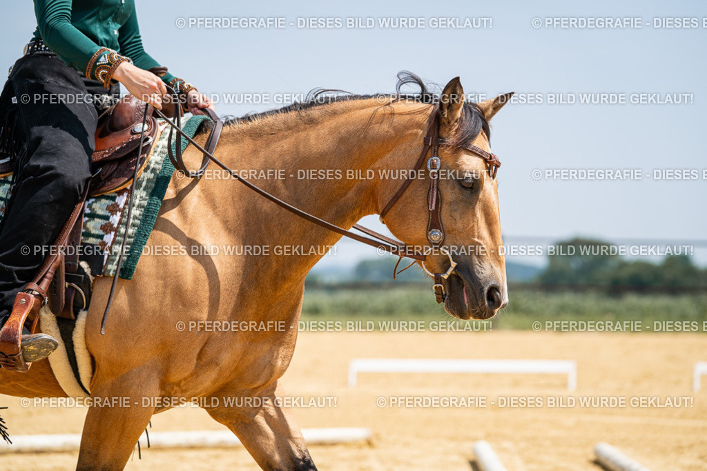 DSC01267 | Pferdegrafie