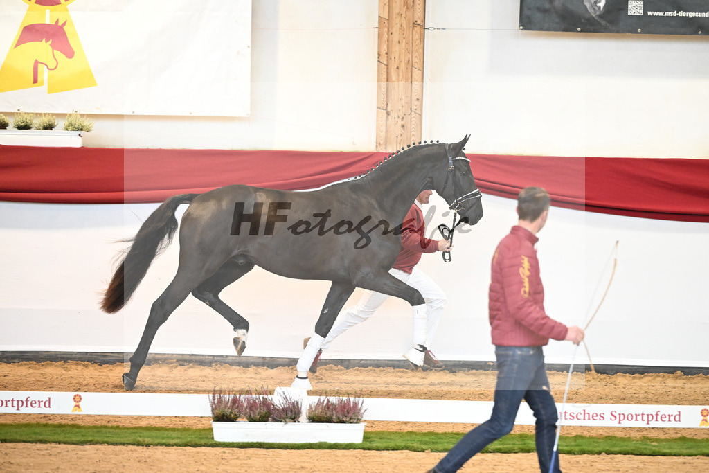 Kat-Nr. 29 Fair Deal x Diamond Hit_Stahl_47240244 | hf-fotografie - Realizzato con Pictrs.com