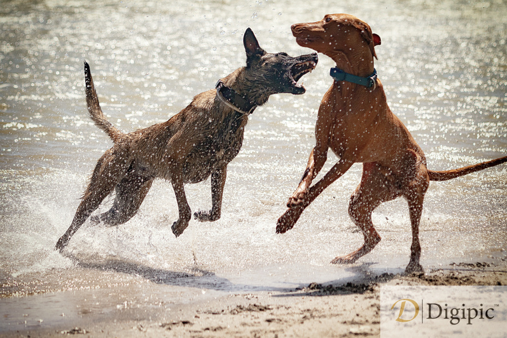 IMGL6022 | Alfred Kaipel Fotografen Webseite. Aus Digipic wird Fotografie Kaipel. Weil Fotos inspirieren, ist Fotografie kein Geschäftsmodell, sondern eine Aufgabe und Verpflichtung. Mit Wiener Handschlagqualität bringen wir das Erlebnis in die Welt. - Realisiert mit Pictrs.com