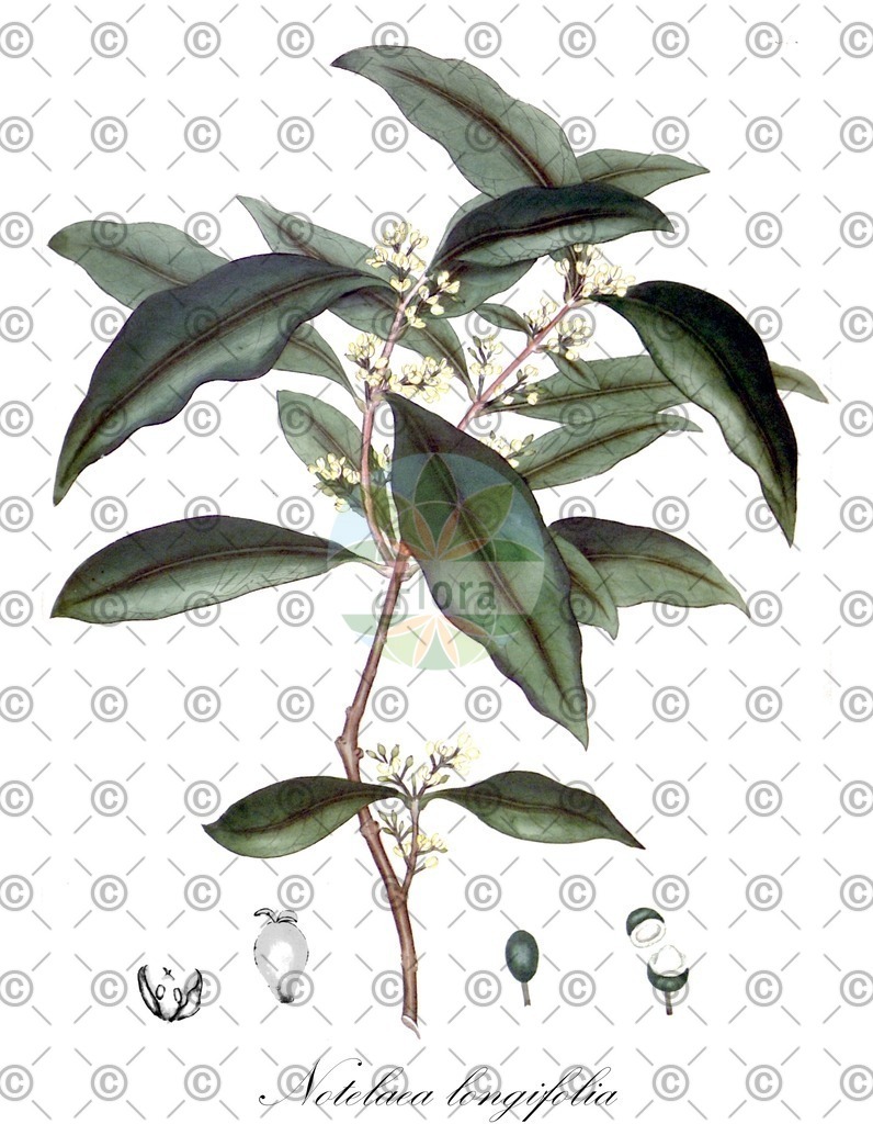 HistAbb_wfo-0001072061_1_ENZY_Simple | Historische Abbildung von Notelaea longifolia - Oleaceae | Historical Illustration of Notelaea longifolia - Oleaceae