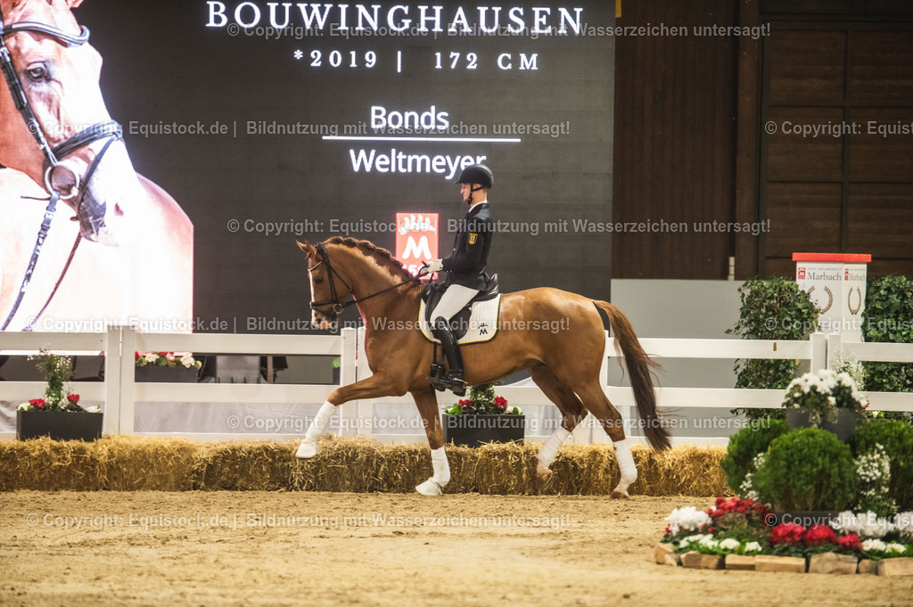 20240302_Hengstvorstellung_Marbach_TOMsPiC_0510 | equistock