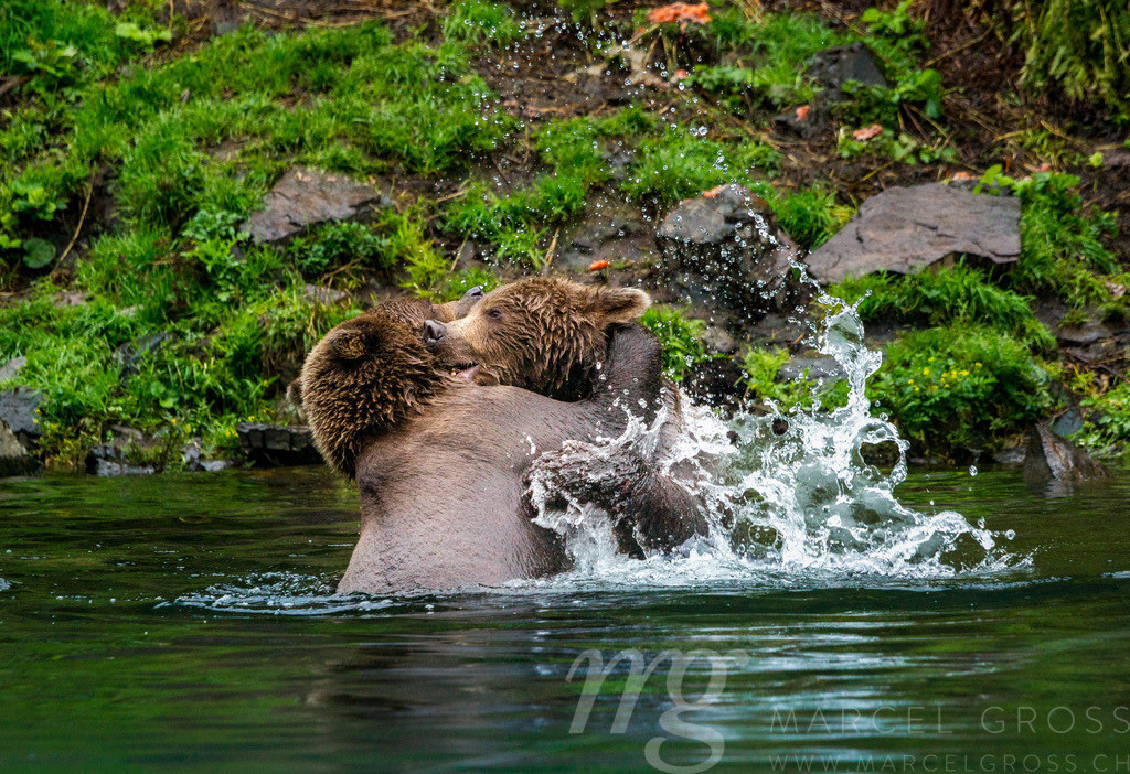 Grizzly bear brothers playing in a lake in Lake Clark National Park, Alaska | Grizzly bear brothers playing in a lake in Lake Clark National Park, Alaska - Realisiert mit Pictrs.com