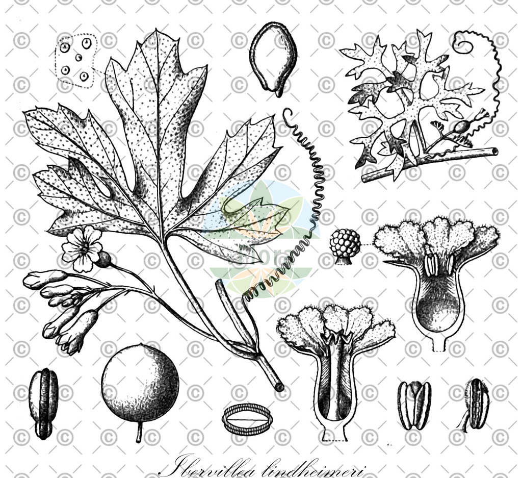HistAbb_wfo-0000728990_1_ENZY_Simple | Historische Abbildung von Ibervillea lindheimeri - Cucurbitaceae | Historical Illustration of Ibervillea lindheimeri - Cucurbitaceae