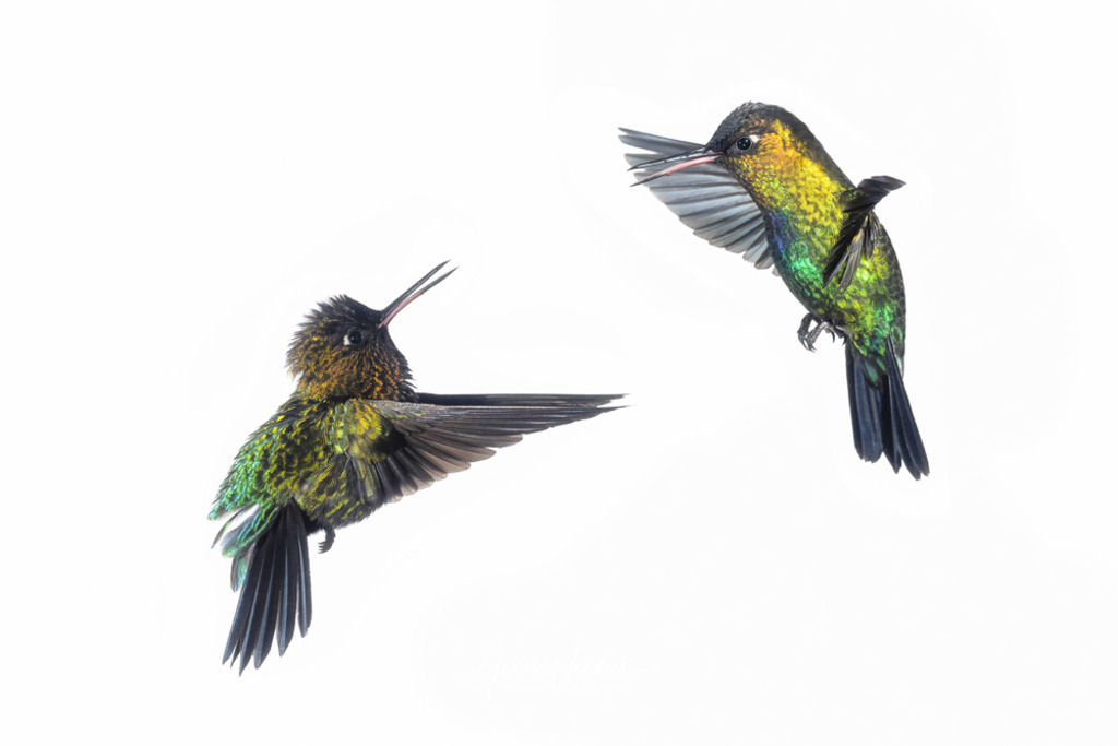 Zwei Streithähne | Andre Wandrei - Nature Artworx - Realisiert mit Pictrs.com