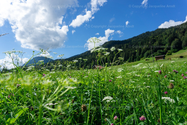 Wiesen | Fotografie Photography Dresden Photoshooting  Fotoshooting Fotografin Dresdencity Bilder  Foto Dresdenvideos Kalender Postkarten Bilderdownload Portrait Hochzeitsfotografie Familienfotos Bewerbungsbilder Studiofotografie Fotograf Dresdenbilder Business - Realisiert mit Pictrs.com