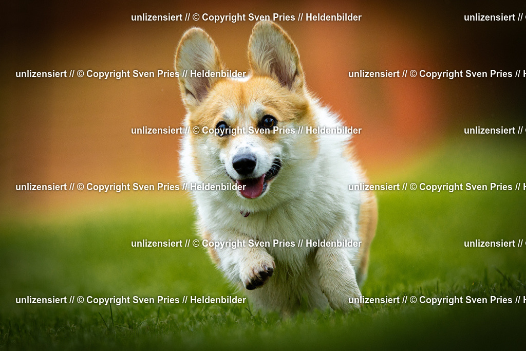 Sven Pries | 2025-09-21 - Hunderennen Baden-Oos - Realisiert mit Pictrs.com