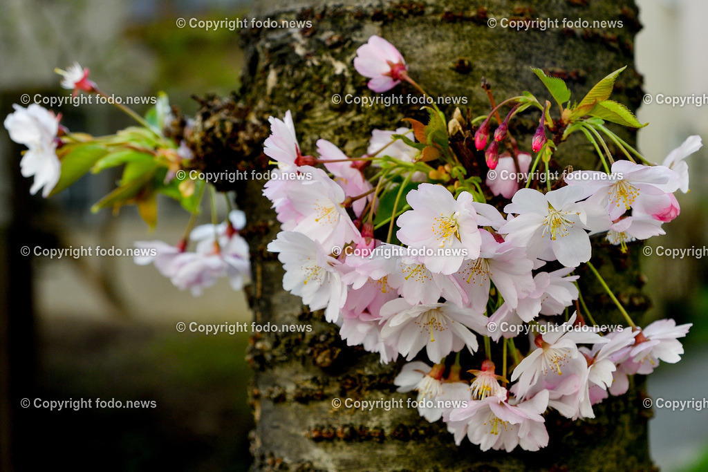 Frühling_ Blumen_ Bäume_ 06.04.2026-6 | 06.04.2026, Linz, AUT, Themenbild, im Bild Fruehling, Baeume, Kirschblüten, Zierkirsche, Blüten, Blueten, Baum, Bäume, Baeume,  Ziergehoelz, rosa, weiss, rosa Blüten, weiß-rosa Blüten, Frühlingsblumen, Frühling, Blütenknospen, Blühender Baum, Zierbaum, Gartenpflanze, Naturfotografie, Pflanzenfotografie, Nahaufnahme, Zweige, Knospen, Blütenpracht, botanisch, Frühjahrsblüte, Symbolbild, Feature