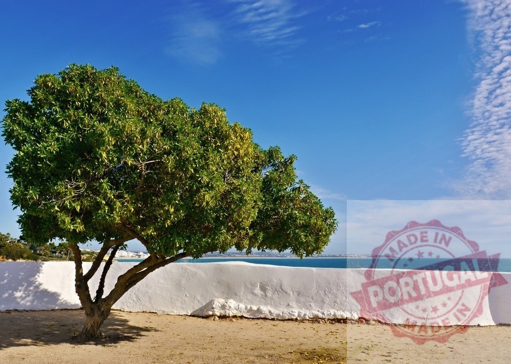 Green tree by white wall overlooking Mediterranean sea | Green leafy tree standing next to a white wall overlooking the blue sea under a clear sky - Realized with Pictrs.com