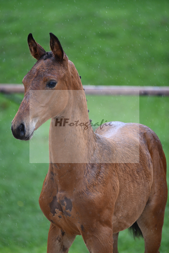 Kat-Nr. 28 HF Franklin_Schneider_25230271 | hf-fotografie - Realizzato con Pictrs.com