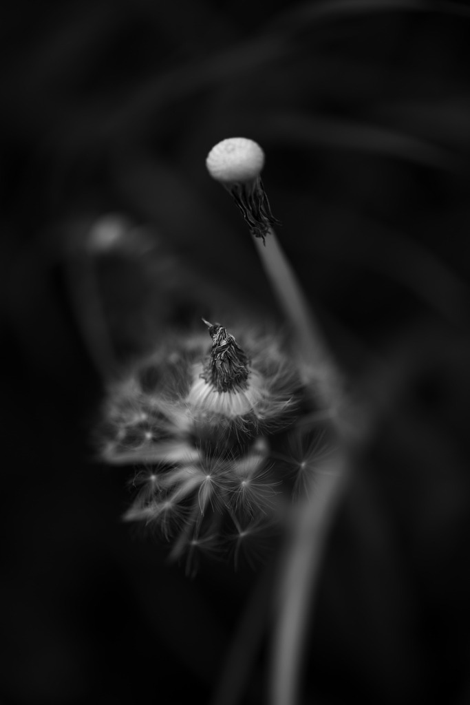 Löwenzahn | Makroaufnahme mit Nikon ZF, AF-S Micro Nikkor 105mm f2.8
