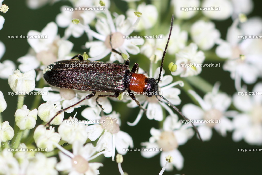 Anogcodes fulvicollis-003 | Das Bilderarchiv über Tiere, Planzen und Landschaften. In der Bilddatenbank finden Sie ein große Auswahl an hochwertigen Bilder für Ihre Werbung - Realisiert mit Pictrs.com