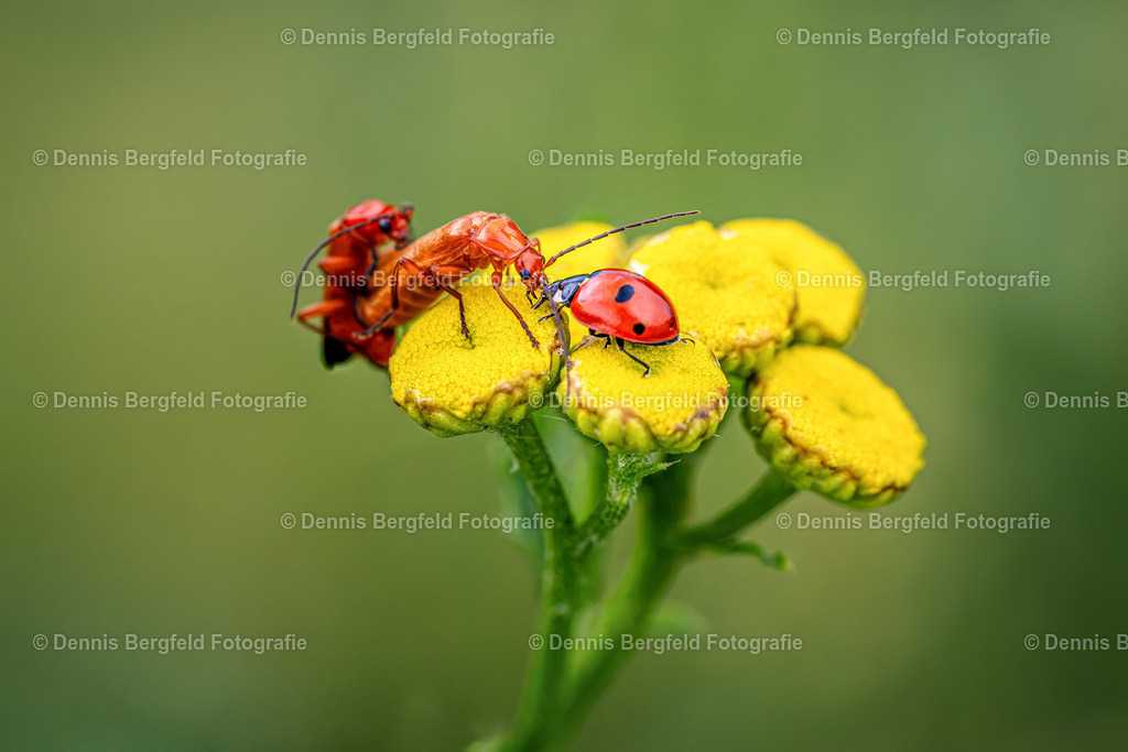 Kampf der Giganten | Entdecken Sie Natur, Makro und Tierfotografie von Dennis Bergfeld.Besondere Momente und Details der Natur, hochwertig als Foto und Wandbild erhältlich. - Realisiert mit Pictrs.com