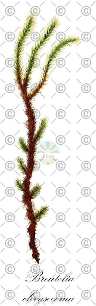 HistAbb_wfo-0000572171_2_ENZY_Simple | Historische Abbildung von Breutelia chrysocoma - Bartramiaceae | Historical Illustration of Breutelia chrysocoma - Bartramiaceae
