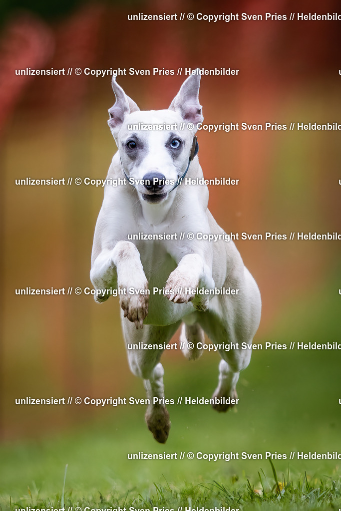 Sven Pries | 2024-04-21 - Hunderennen Baden-Oos
Foto: Sven Pries - Realisiert mit Pictrs.com