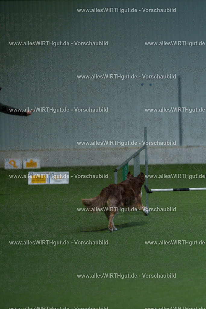 7R502825 | Professionelle Tierfotografie in Mönchengladbach von Daniel Wirth (allesWIRTHgut). Liebevolle & natürliche Bilder von Hunden & Katzen für unvergessliche Erinnerungen.