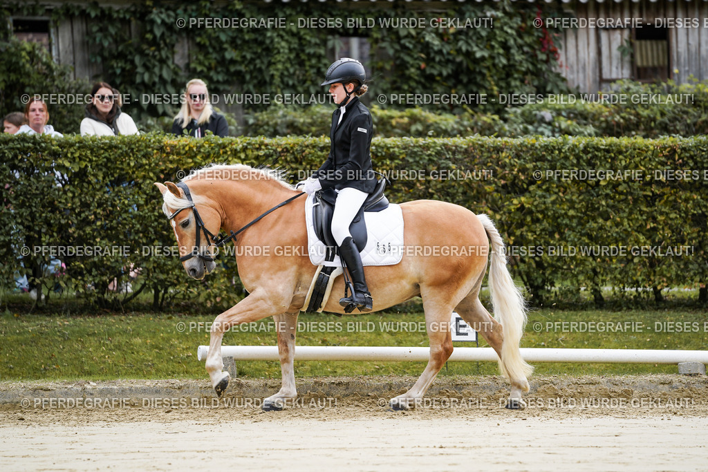 DSC04846 | Pferdegrafie