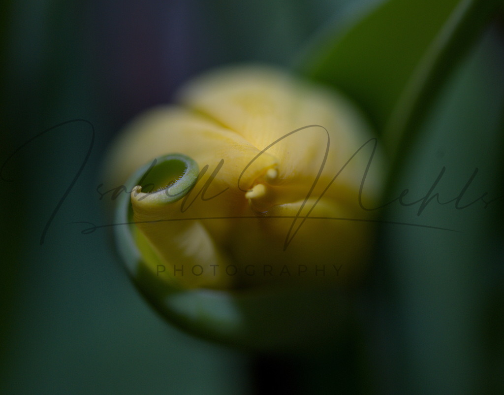 040_Blüte | i-n-photography - Realisiert mit Pictrs.com