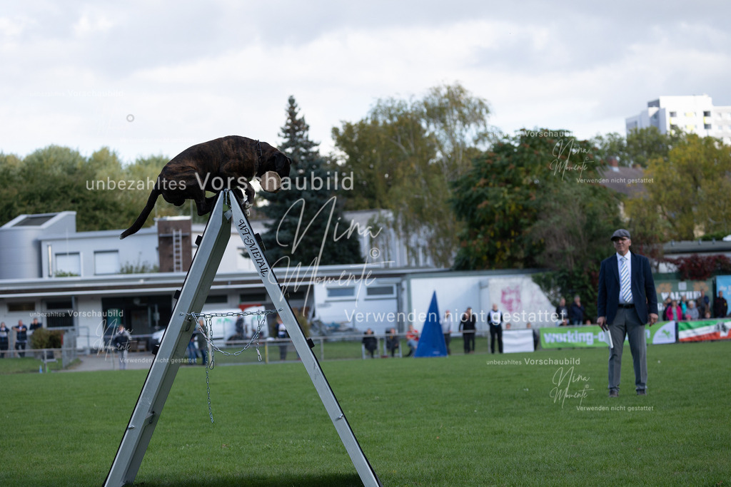 _16A5716 | Einzigartige Fotos von Hunden & Menschen –Actionfotos, Portraits, Vereinsaufnahmen & Paarshootings – authentisch, lebendig & mit Herz.