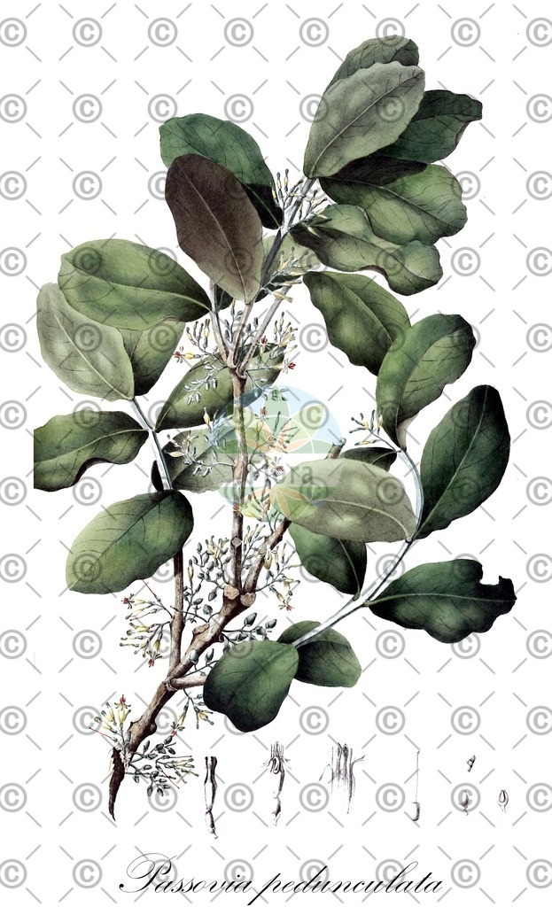 HistAbb_wfo-0000395224_1_ENZY_Simple | Historische Abbildung von Passovia pedunculata - Loranthaceae | Historical Illustration of Passovia pedunculata - Loranthaceae