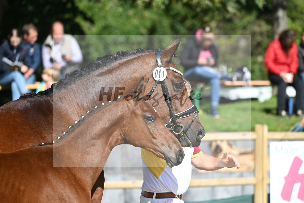 Fohlenauktion Next Chance_49220197 | hf-fotografie - Realisiert mit Pictrs.com