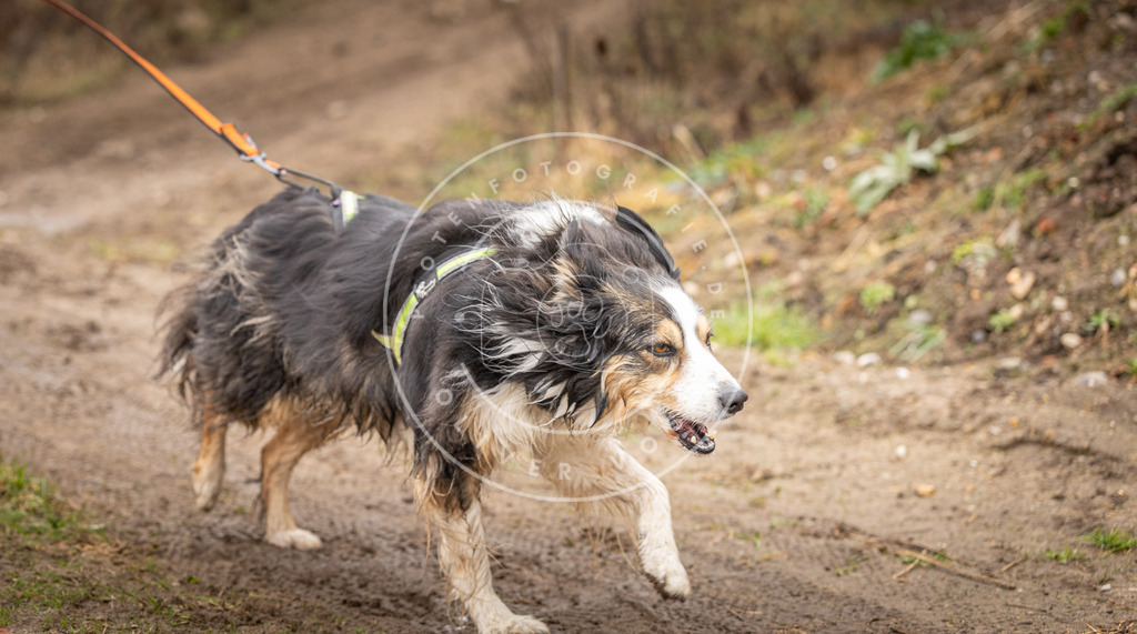 DV3A0497 | Hundefotografie, Tierfotograf, Pfotenfotografie, Fotoshooting Hund, Hunde Portrait, Hundesport, Hundeportraits, Heideshooting, Hunde, Sportfotograf, Hundefotograf, Turnierhundsport, THS,  - Realisiert mit Pictrs.com