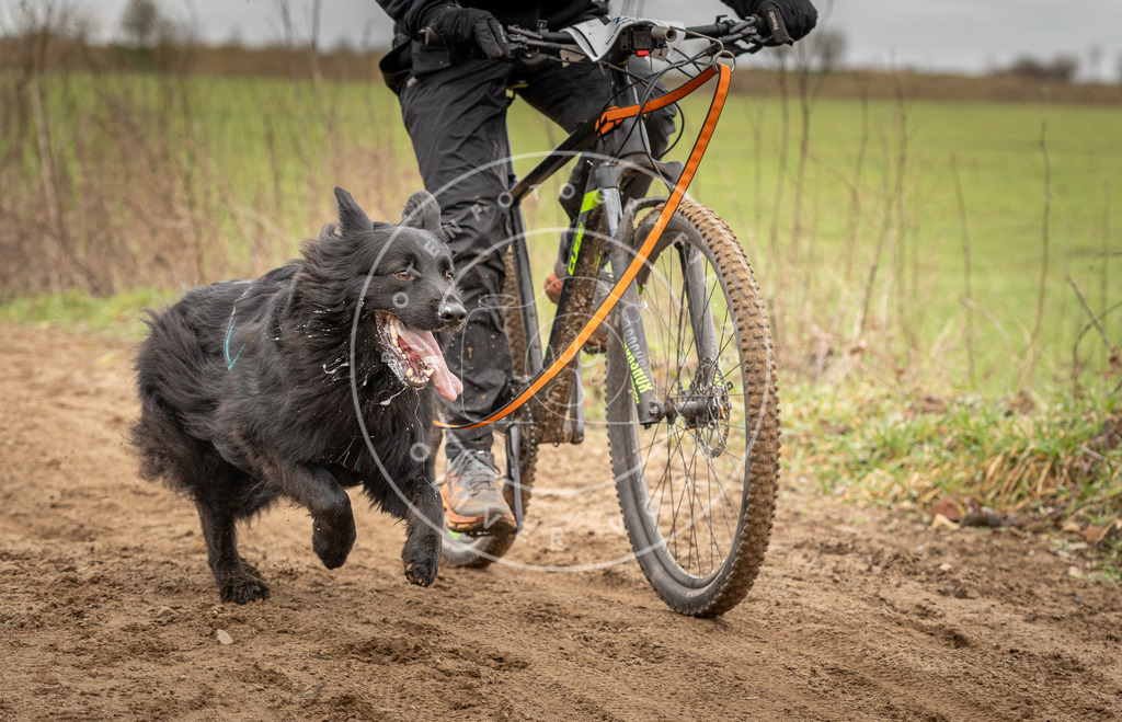 DV3A0968 | Hundefotografie, Tierfotograf, Pfotenfotografie, Fotoshooting Hund, Hunde Portrait, Hundesport, Hundeportraits, Heideshooting, Hunde, Sportfotograf, Hundefotograf, Turnierhundsport, THS,  - Realisiert mit Pictrs.com