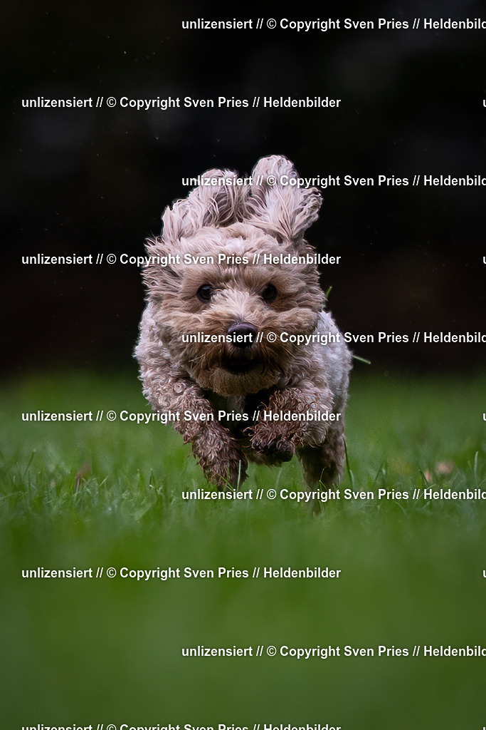 Sven Pries | 2024-10-19 - Hunderennen Ober-Grombach - Realisiert mit Pictrs.com