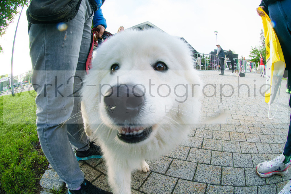 Rennsteiglauf Marathon 2024 | 25. Mai 2024 - 42,2 km von Neuhaus nach Schmiedefeld