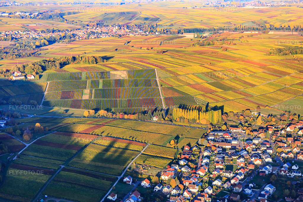 Luftbild: Winzerort zwischen Weinbergen im bunten Herbstlaub in Klingenmünster im Bundesland Rheinland-Pfalz in Deutschland. Foto: IMG_095764.jpg vom 30.10.2016 durch Werner Riehm/FLY-FOTO.de