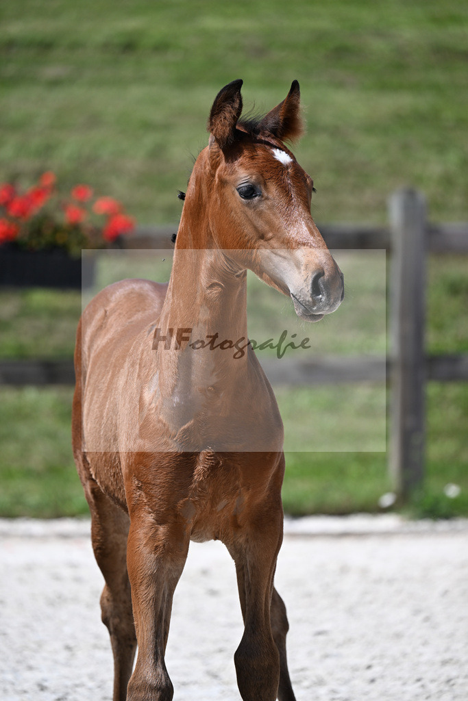 Kat-Nr. 34 Veneno x Pacelli W_HF_Kroiss_24250420 | hf-fotografie - Realisiert mit Pictrs.com