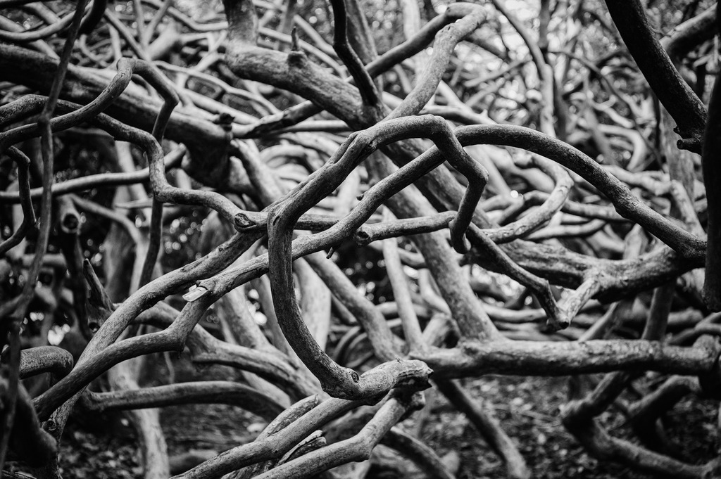 2024_02_25_BLANKENESE+HIRSCHPARK_MCP6850 sw | Hochwertig gedruckte Fotografien für die Wand, als Kalender und zum Verschenken. Hamburg & Norddeutschland und überall wo ich mit der Kamera unterwegs war.